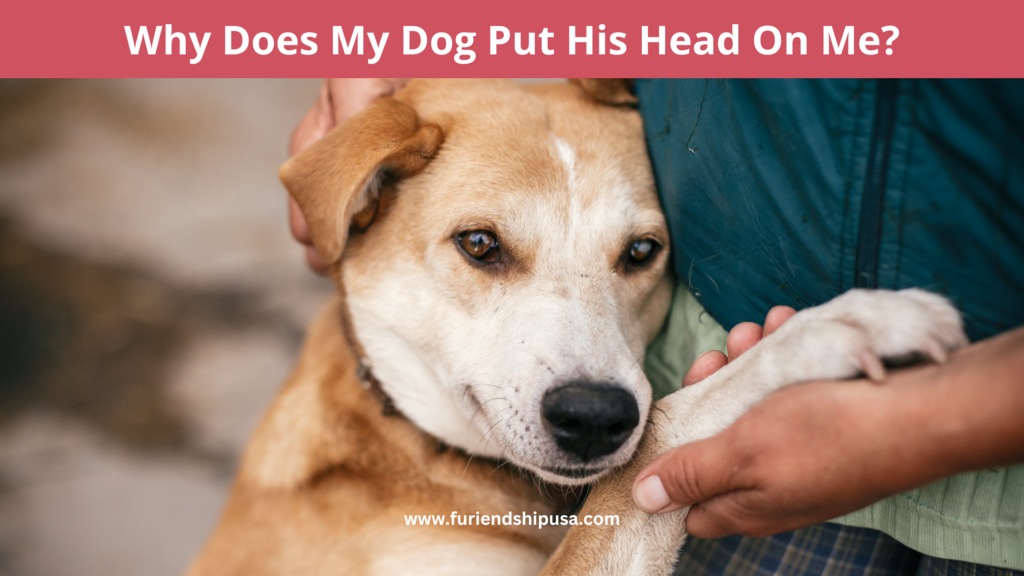 why do dogs press their head against you